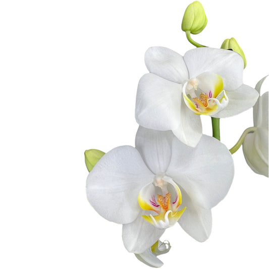 Triple Stem 12cm Orchid AGM 'Dover'- in ceramic