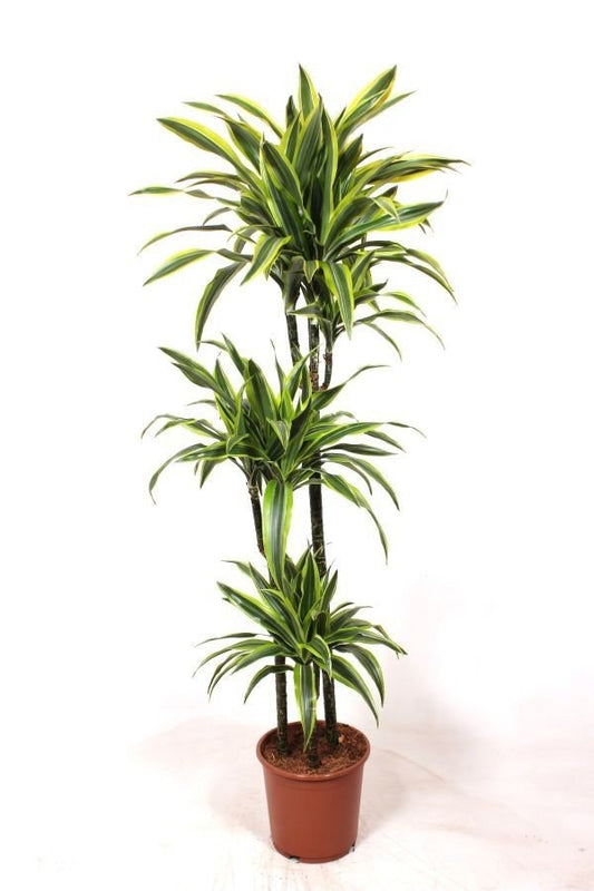 Dracaena 24cm Lemon and Lime - Foliage The Horti House
