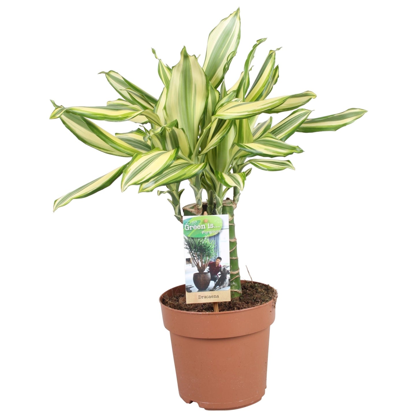 Dracaena 17cm Diamond Dream Carroussel - Green Plant The Horti House