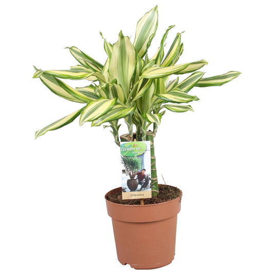 Dracaena 17cm Diamond Dream Carroussel - Green Plant The Horti House