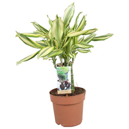 Dracaena 17cm Diamond Dream Carroussel - Green Plant The Horti House