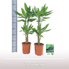 Dracaena 17cm Fragrans - Green Plant The Horti House