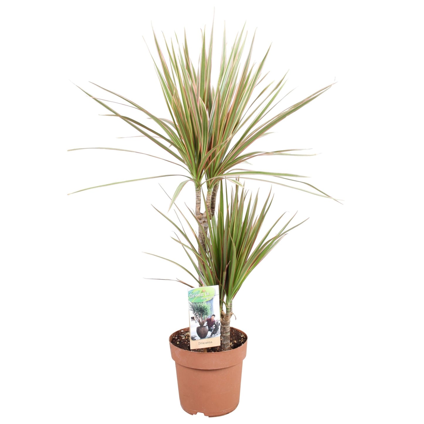 Dracaena 17cm Marginata Bicolor - Green Plant The Horti House