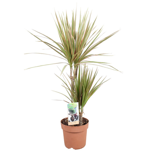 Dracaena 17cm Marginata Bicolor - Green Plant The Horti House