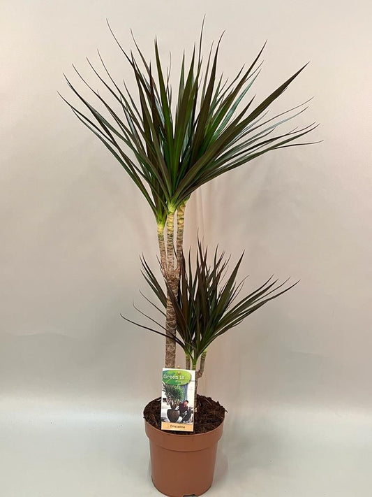Dracaena 17cm Marginata Magenta - Green Plant The Horti House