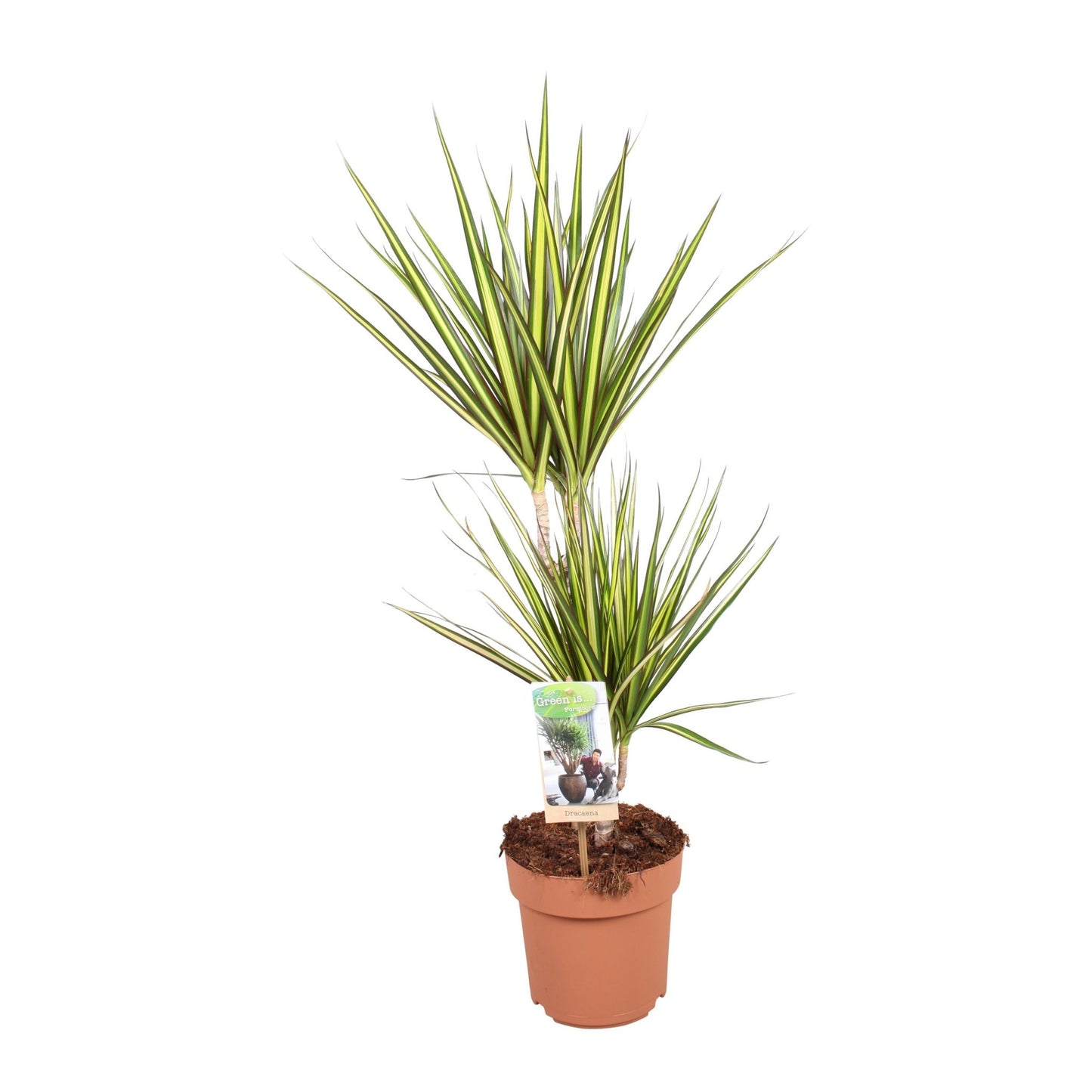 Dracaena 17cm Marginata Sunray - Green Plant The Horti House