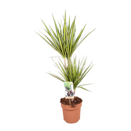 Dracaena 17cm Marginata Sunray - Green Plant The Horti House