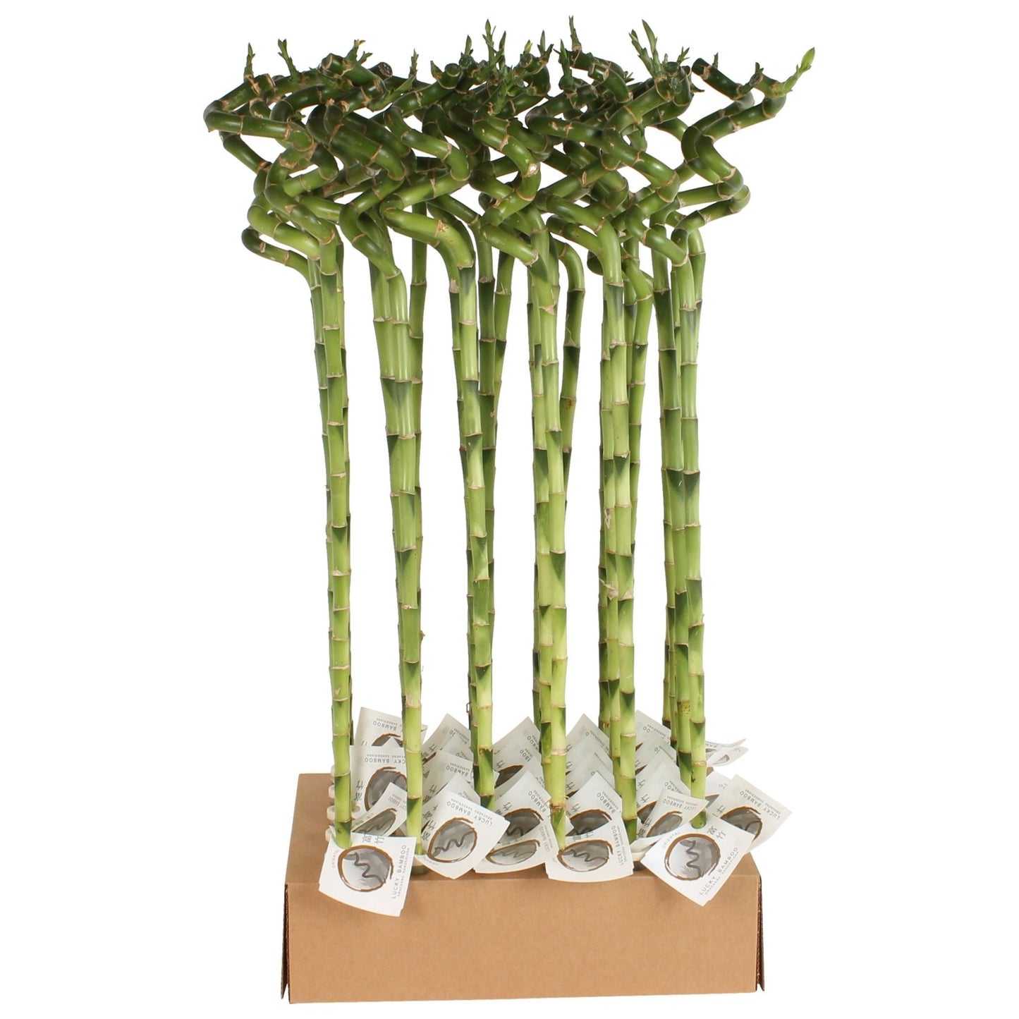 Dracaena 1cm Lucky Bamboo L - Green Plant The Horti House