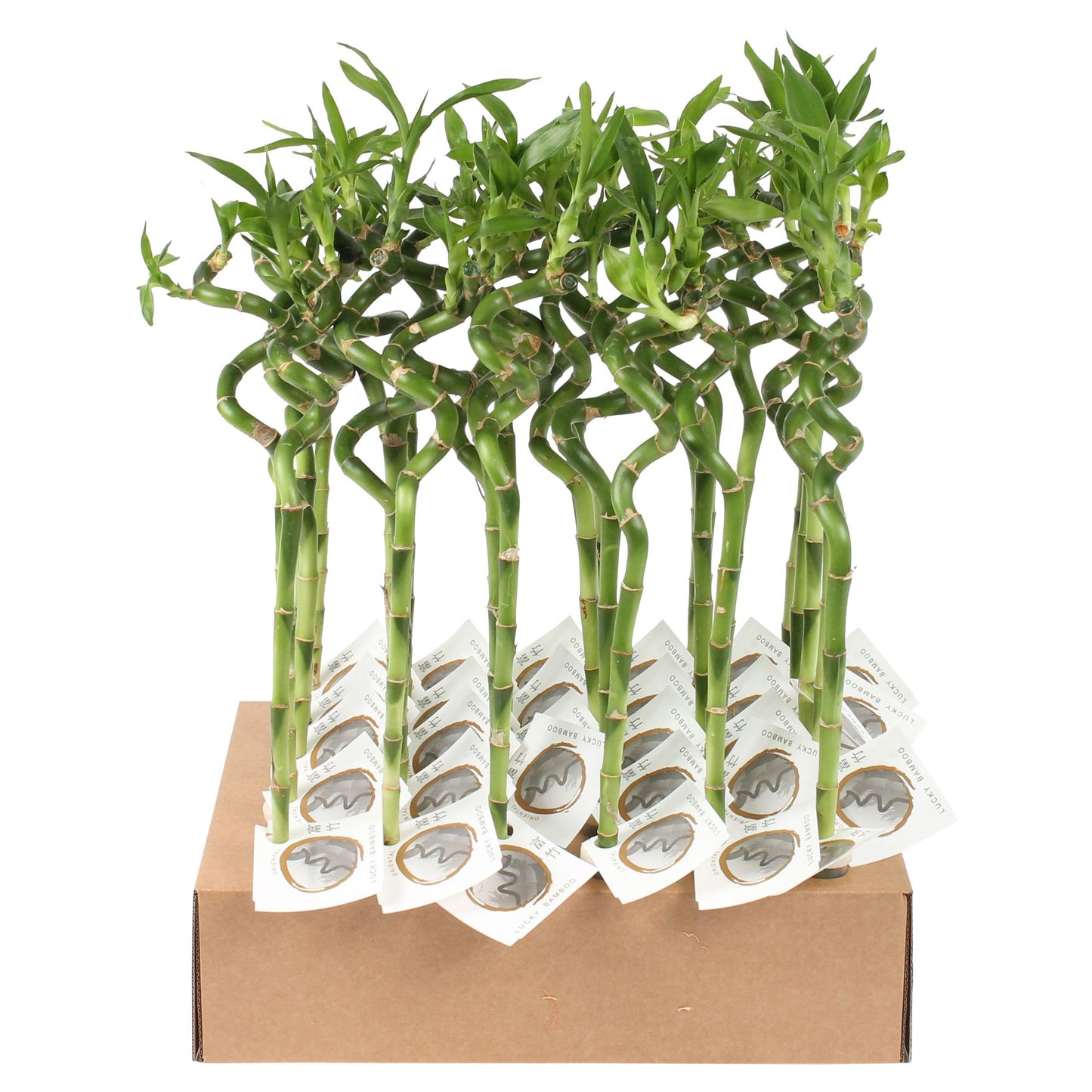 Dracaena 1cm Lucky Bamboo Spiral S - Green Plant The Horti House
