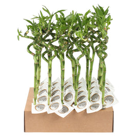 Dracaena 1cm Lucky Bamboo Spiral S - Green Plant The Horti House