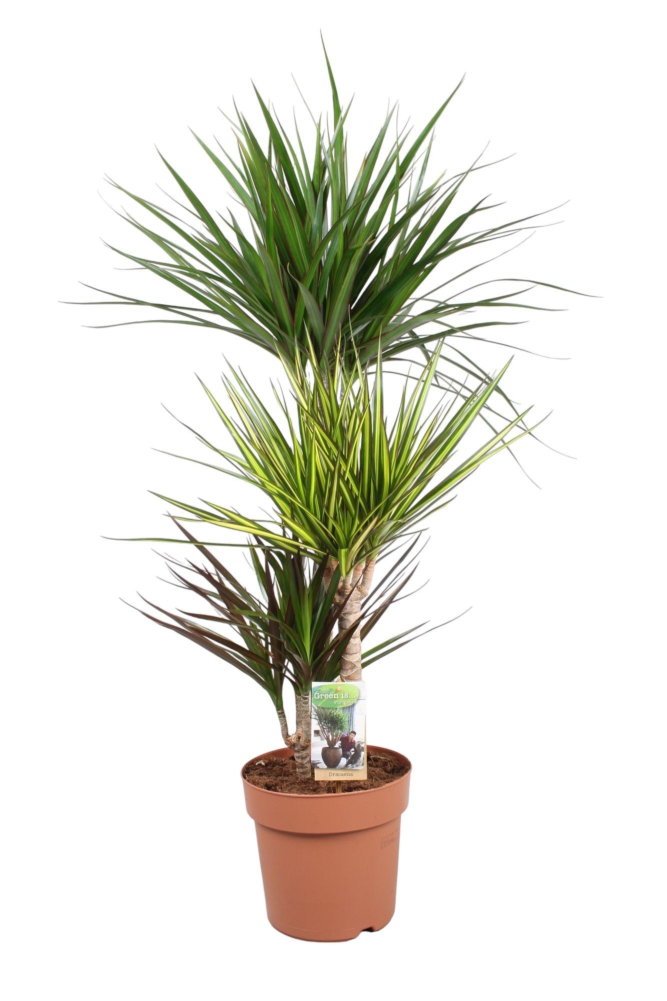 Dracaena 21cm Carnaval - Green Plant The Horti House