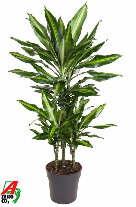 Dracaena 21cm Fragrans Cintho - Green Plant The Horti House