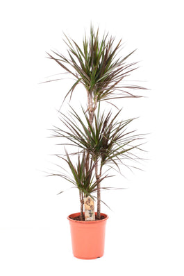Dracaena 21cm Marginata Magenta - Green Plant The Horti House