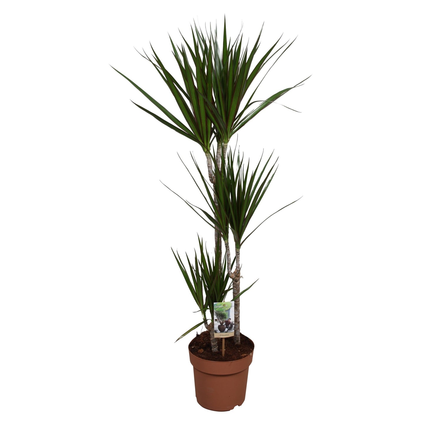 Dracaena 21cm Marginata - Green Plant The Horti House