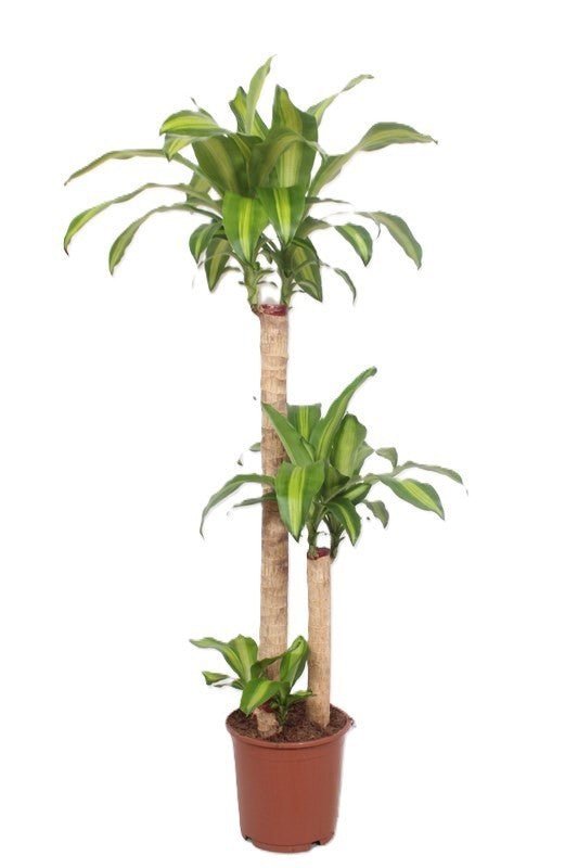 Dracaena 24cm Massangeana - Foliage The Horti House