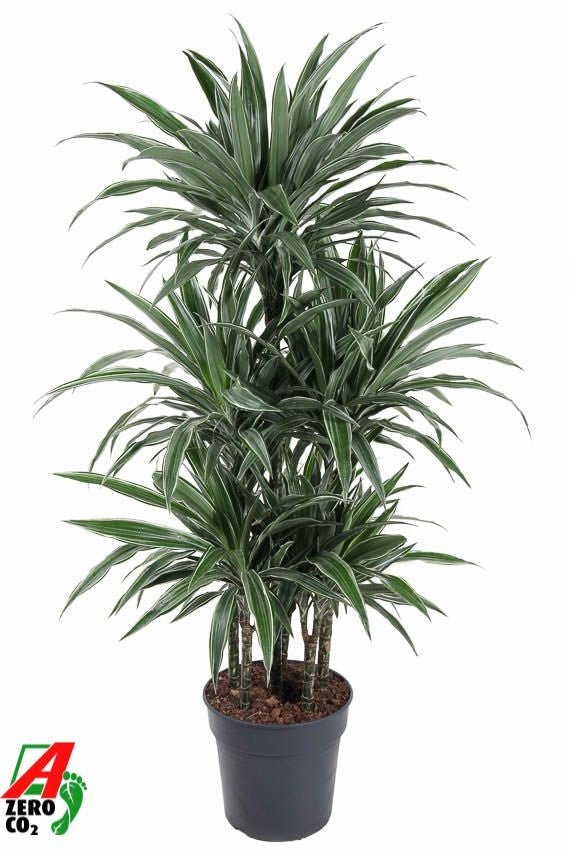 Dracaena 31cm Warneckei Carrousel - Green Plant The Horti House