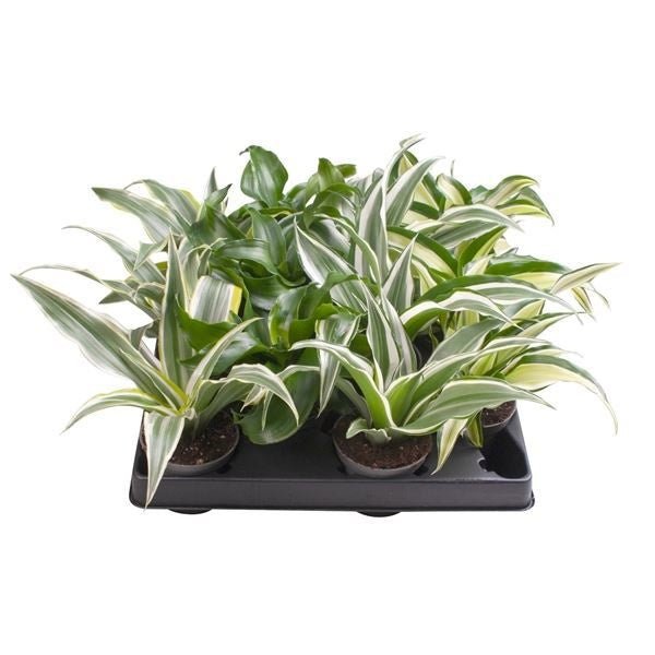 Dracaena 6cm Dragontree Mix - Green Plant The Horti House