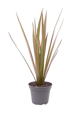 Dracaena 6cm Marginata Bicolor - Green Plant The Horti House