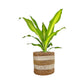 Green Plant 17cm British Mix in Basket - Green Plant The Horti House