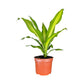 Green Plant 17cm British Mix - Green Plant The Horti House