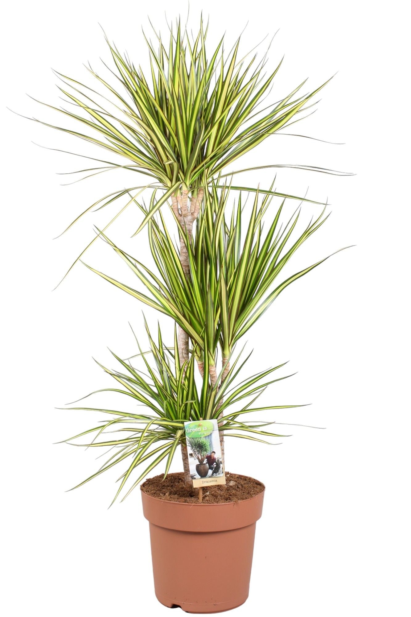Dracaena Sunray 24cm - Green Plant The Horti House