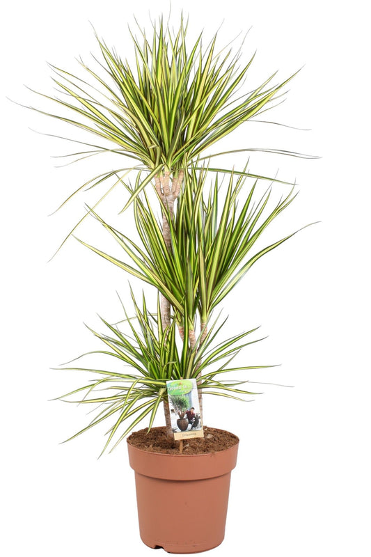 Dracaena Sunray 24cm - Green Plant The Horti House