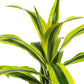 Dracaena 17cm Lemon and Lime - Green Plant The Horti House