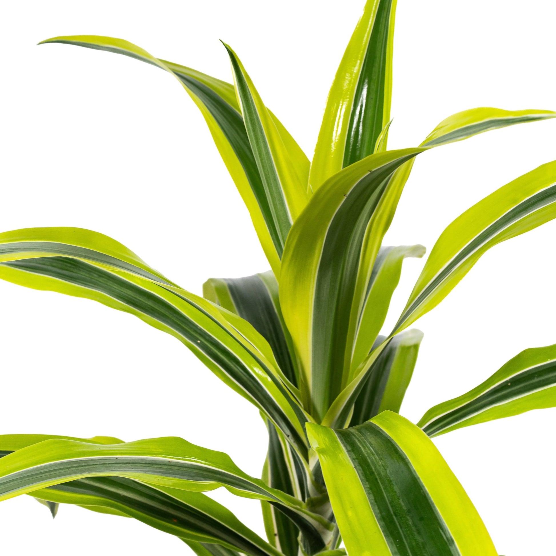 Dracaena 17cm Lemon and Lime - Green Plant The Horti House