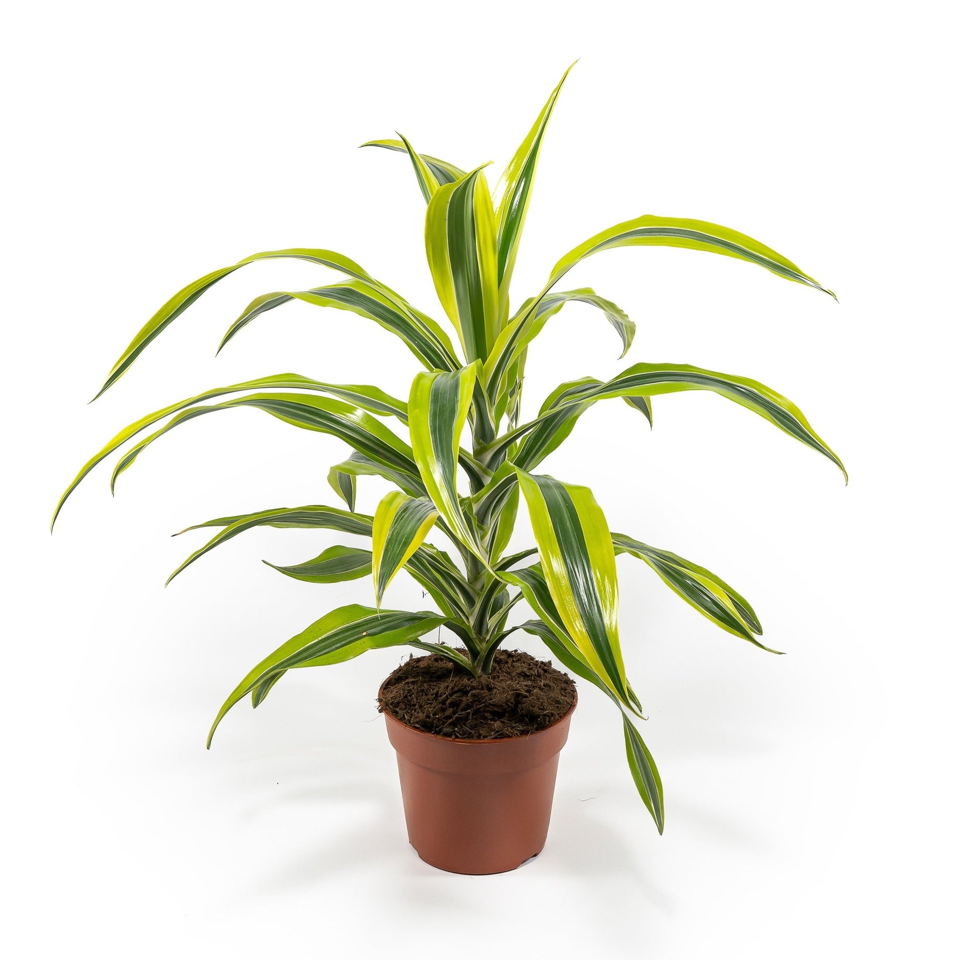 Dracaena 17cm Lemon and Lime - Green Plant The Horti House