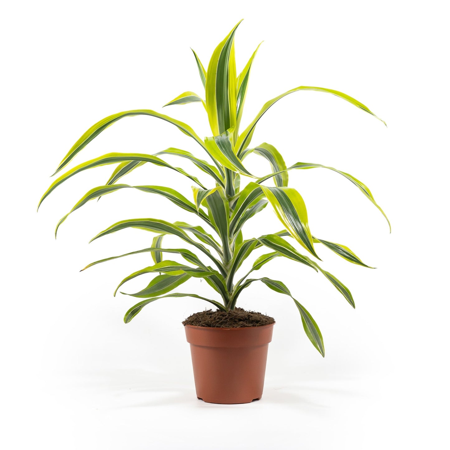 Dracaena 17cm Lemon and Lime - Green Plant The Horti House