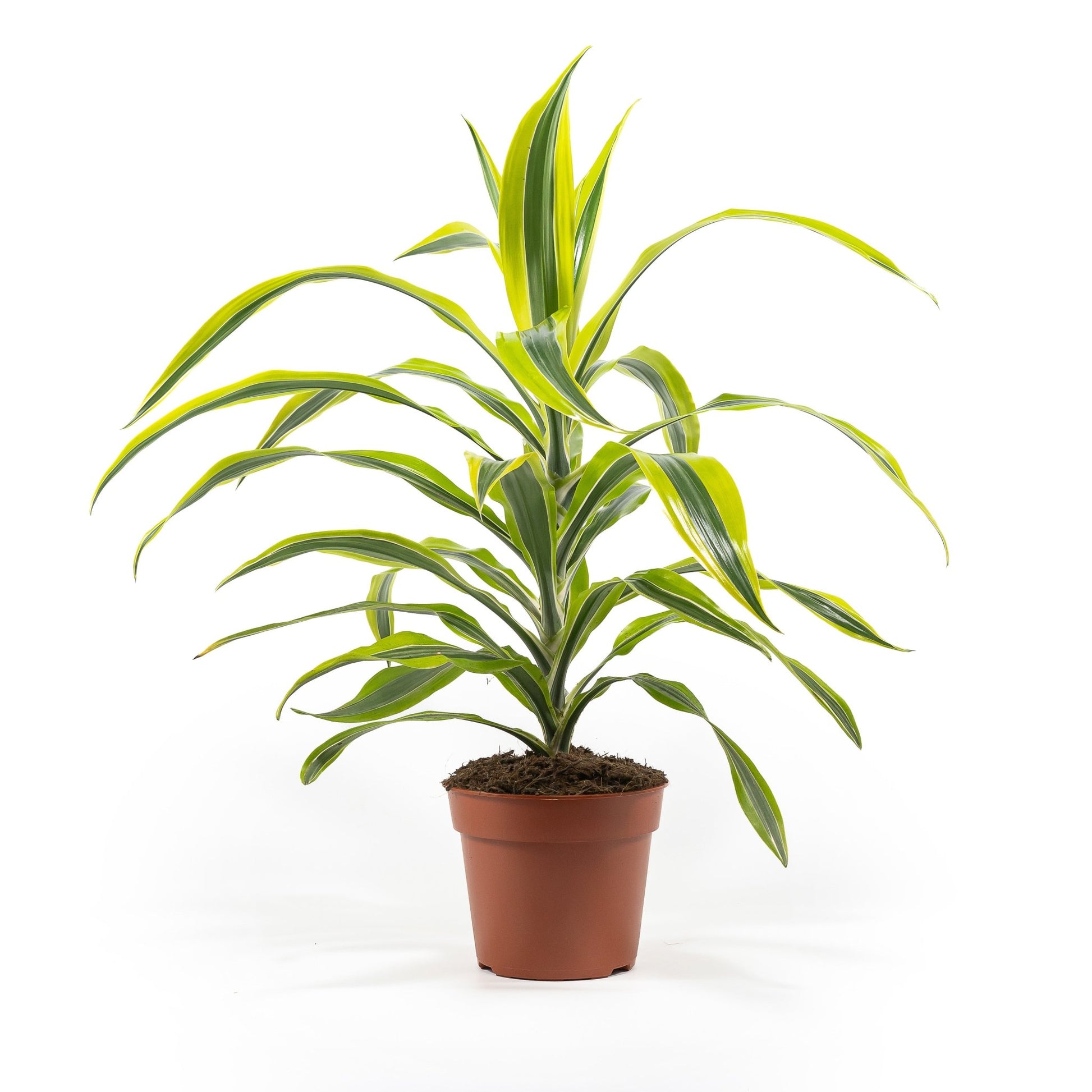 Dracaena 17cm Lemon and Lime - Green Plant The Horti House
