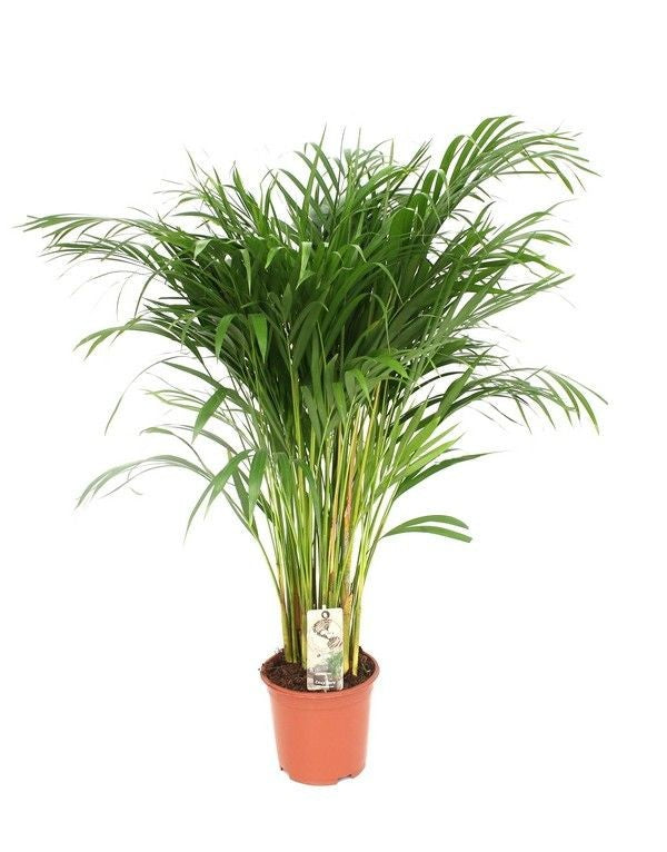 Dypsis 19cm Areca Lutescens