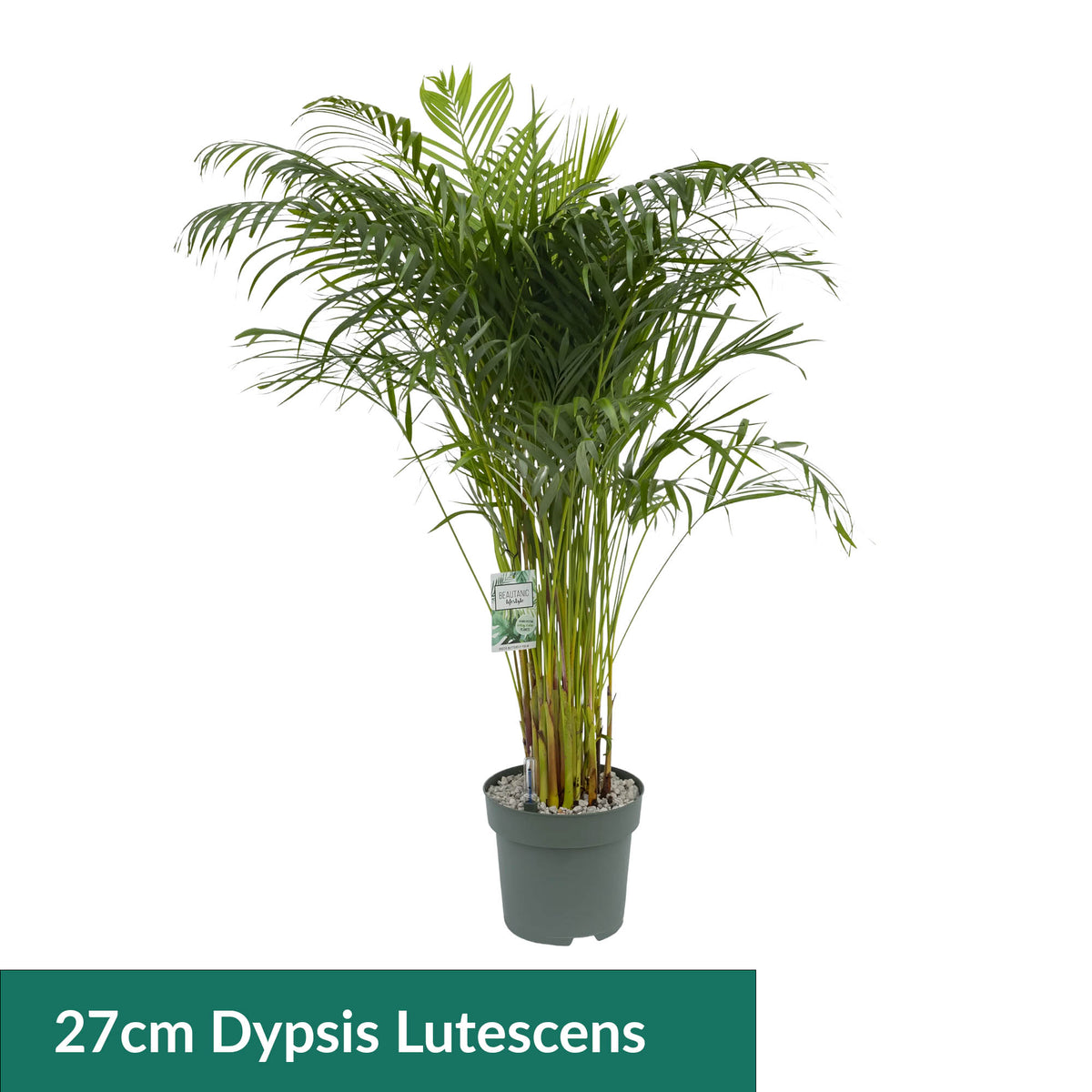 Areca 27cm Dypsis Lutescens Hydro - Hydroculture The Horti House