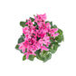 Cyclamen 10.5cm Seasonal Mix