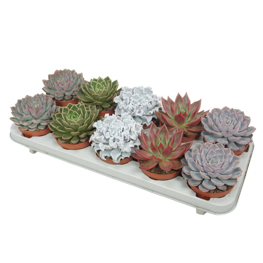 Echeveria 10.5cm De Luxe Mix - Green Plant The Horti House