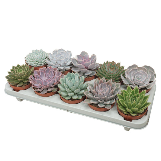 Echeveria 10.5cm Mix - Green Plant The Horti House