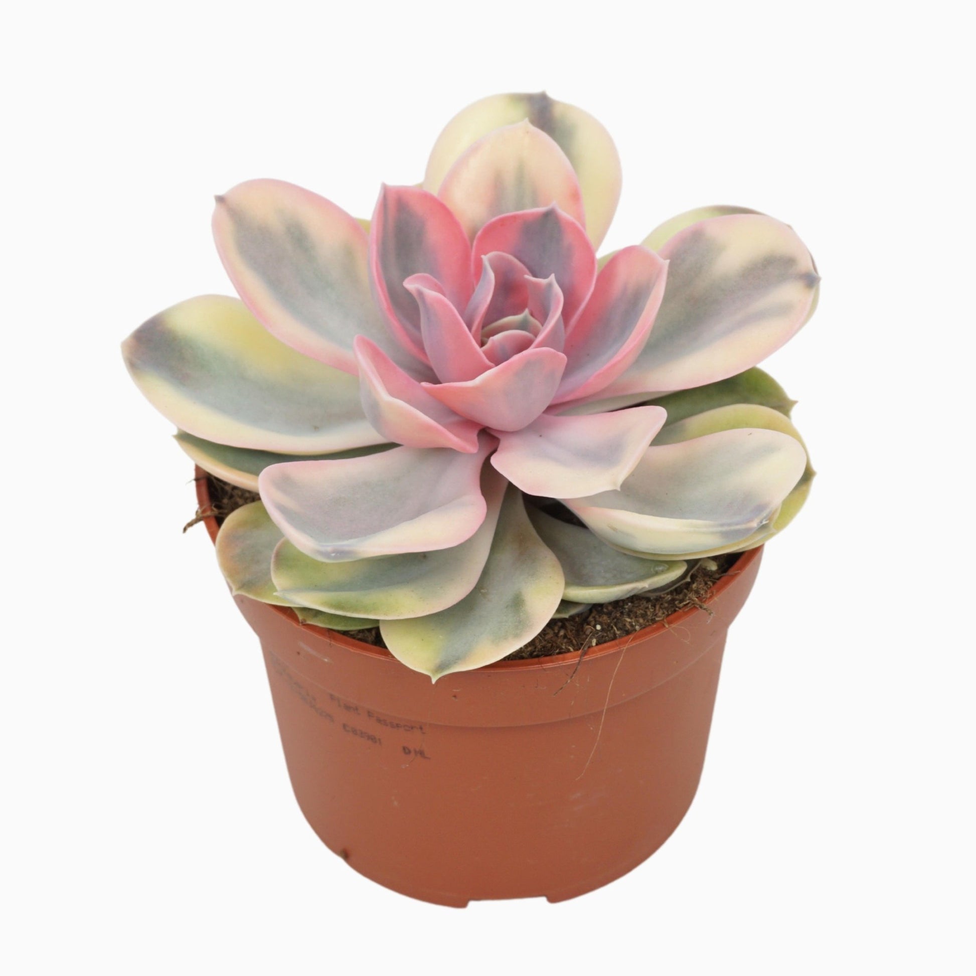 Echeveria 10.5cm Rainbow - Succulent The Horti House