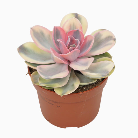 Echeveria 10.5cm Rainbow - Succulent The Horti House