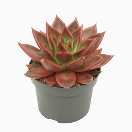 Echeveria 13cm Antaris - Green Plant The Horti House