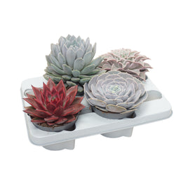 Echeveria 13cm Mix