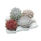 Echeveria 13cm Mix