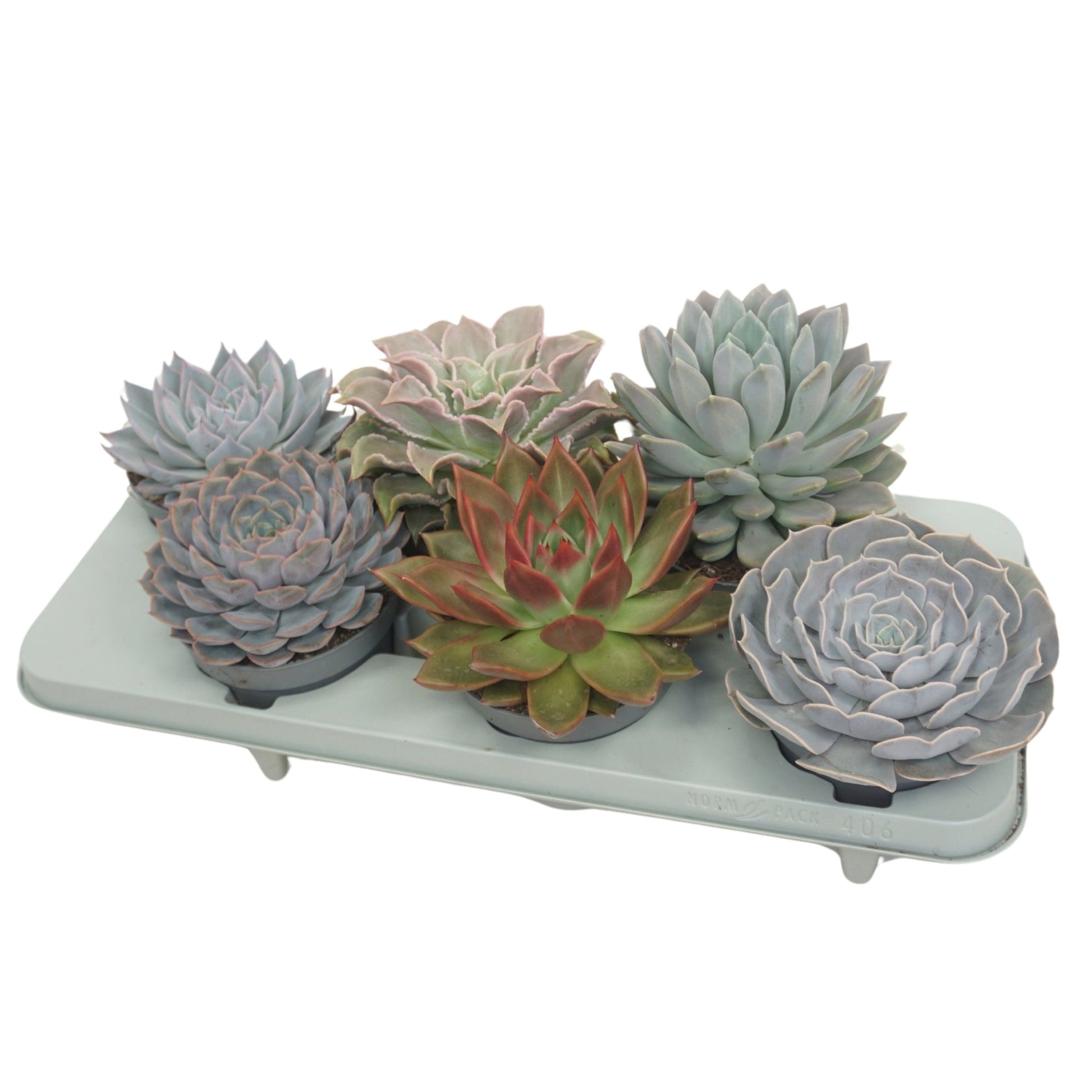 Echeveria 13cm Mix - Green Plant The Horti House