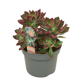 Echeveria 13cm Pulvinata Devotion - Succulent The Horti House