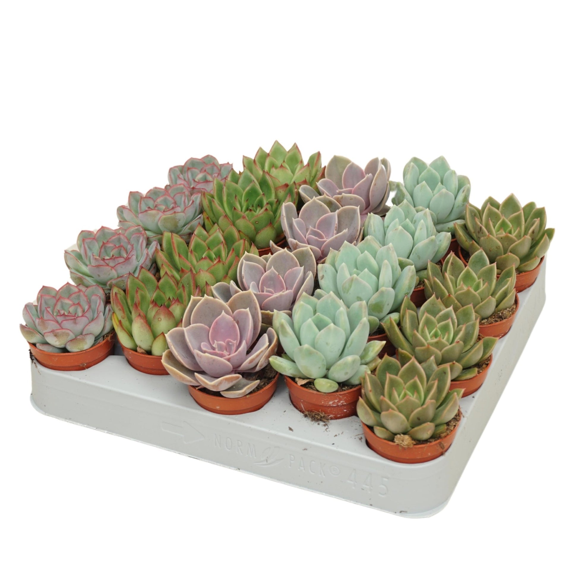 Echeveria 5.5cm Mix - Succulent The Horti House