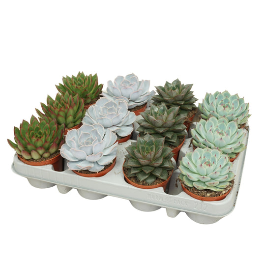 Echeveria 8.5cm Mix - Green Plant The Horti House