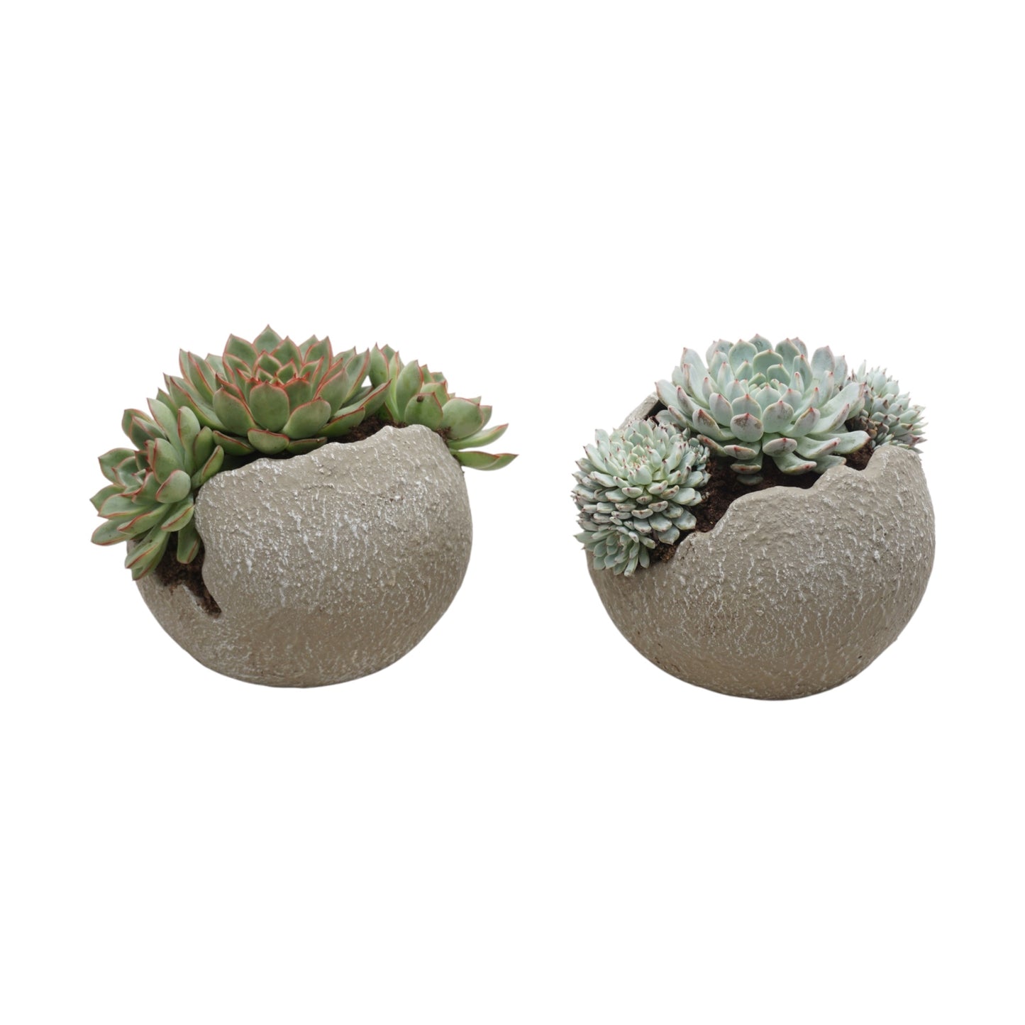 Large Echeveria Globe