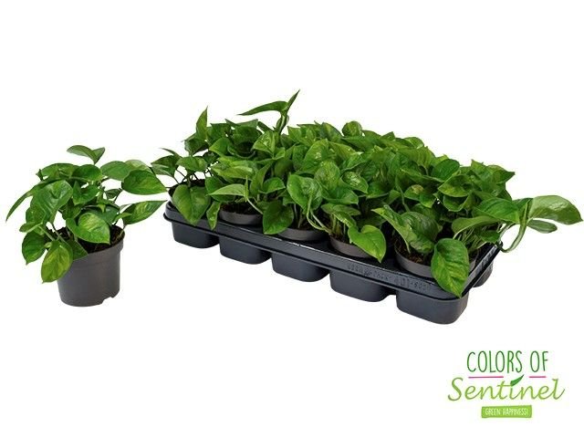 Epipremnum 12cm Global Green Pinnatum - Green Plant The Horti House