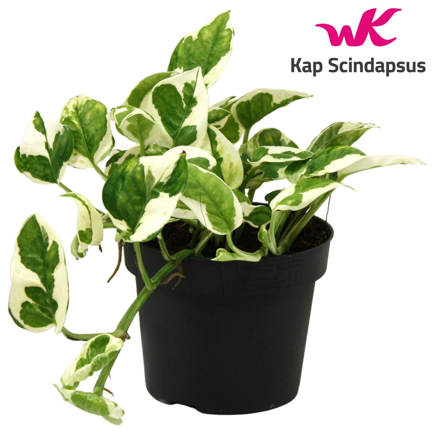Epipremnum 12cm Njoy - Green Plant The Horti House