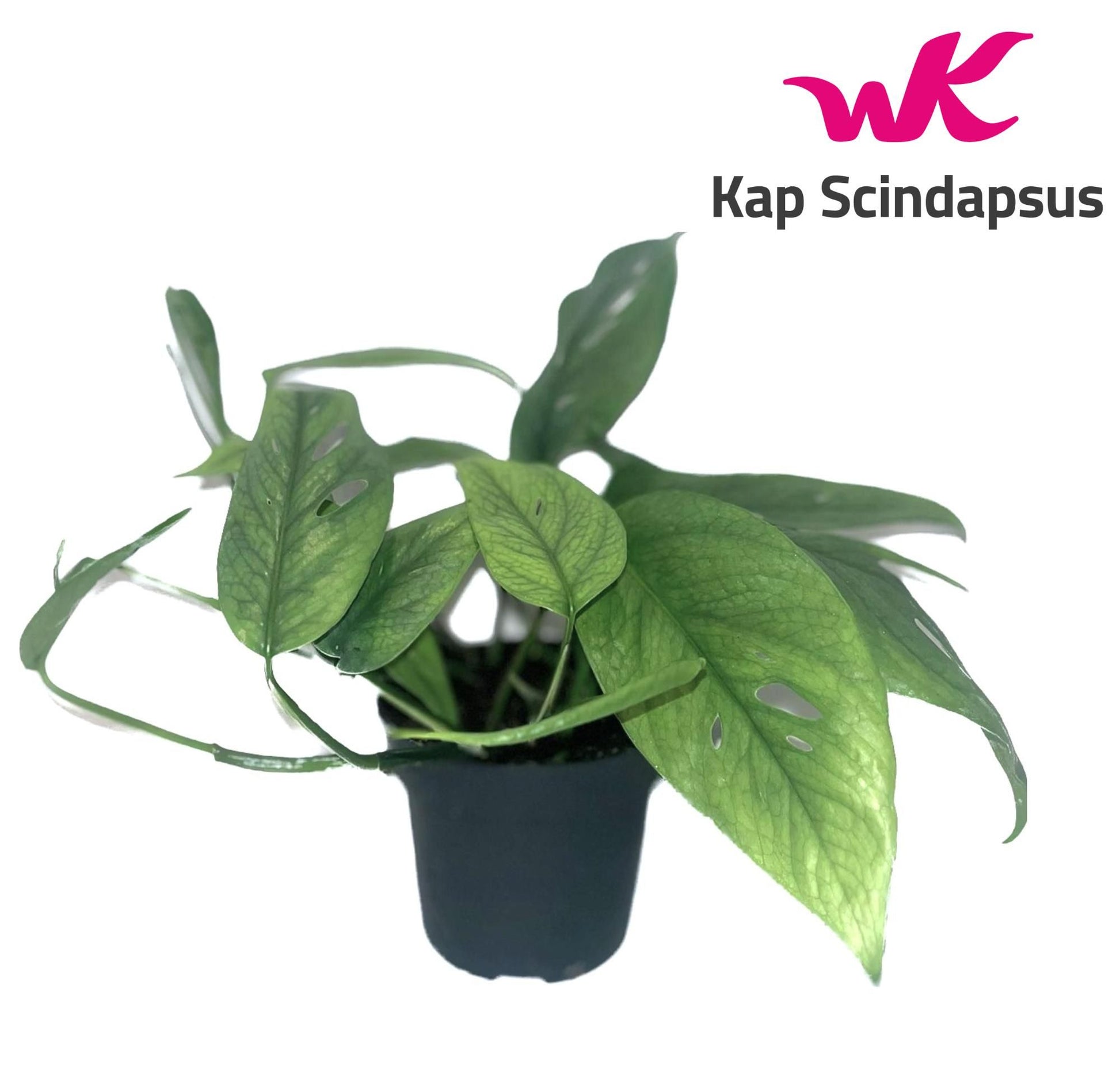Epipremnum 12cm Pinnatum Cebu Blue - Green Plant The Horti House