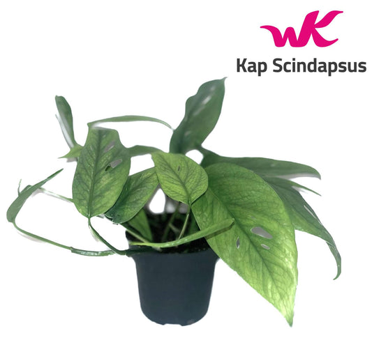 Epipremnum 12cm Pinnatum Cebu Blue - Green Plant The Horti House